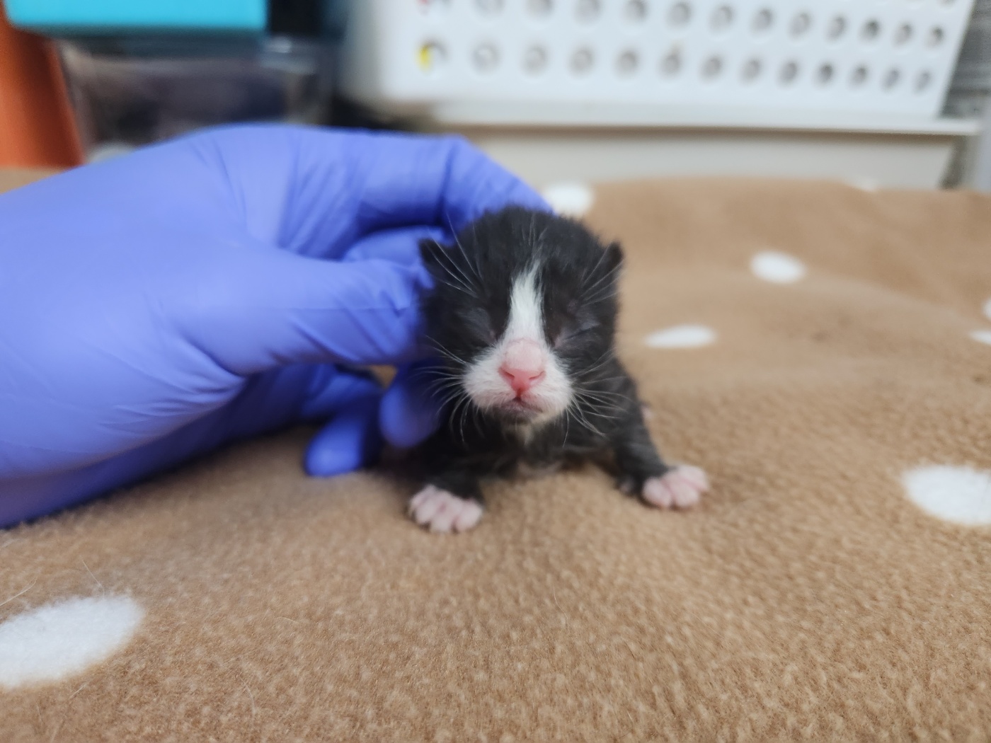 [고양이] 한국 고양이 광주-서구-2024-00312 유기동물 배경 이미지 입니다.