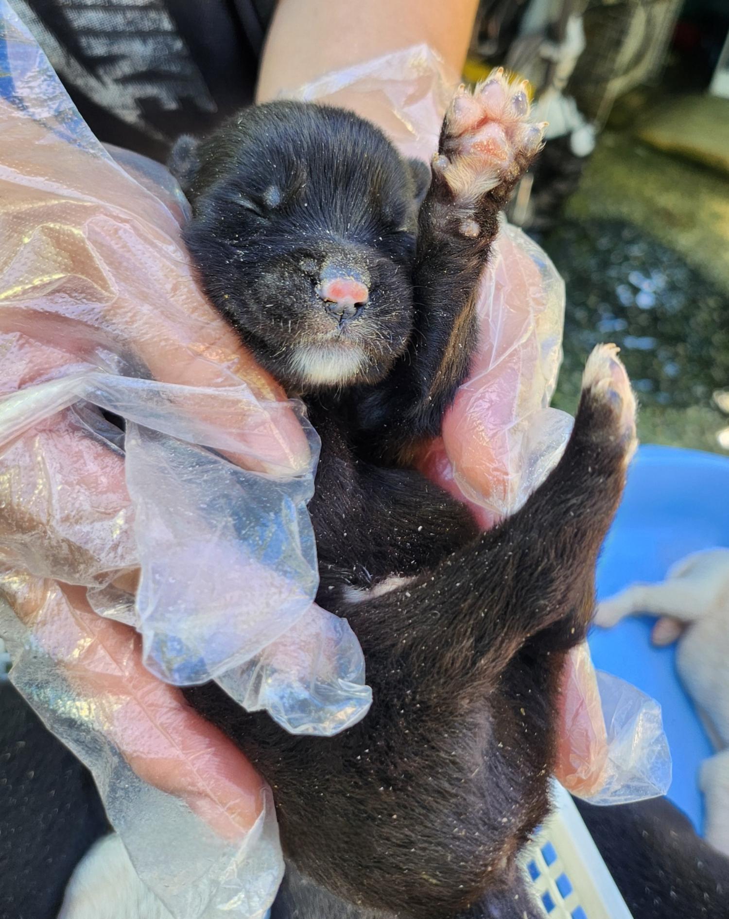 울산유기동물보호센터_431372202400502