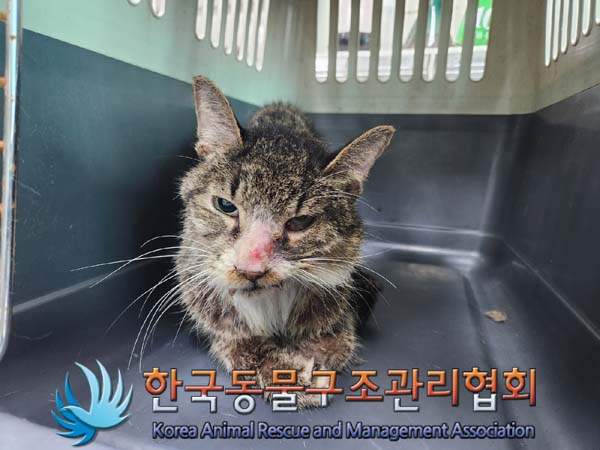 [고양이] 한국 고양이 서울-성북-2024-00176 유기동물 배경 이미지 입니다.