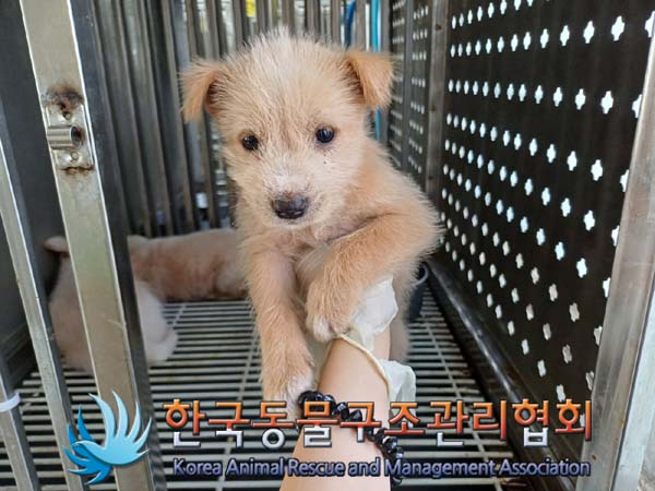 한국동물구조관리협회_441409202401444