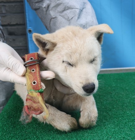 제주 동물보호센터_450650202403683