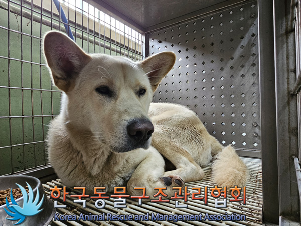 한국동물구조관리협회_441398202400613