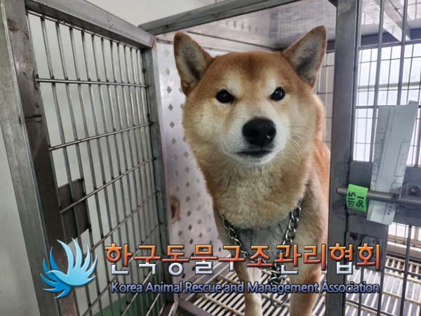 한국동물구조관리협회_441406202500028