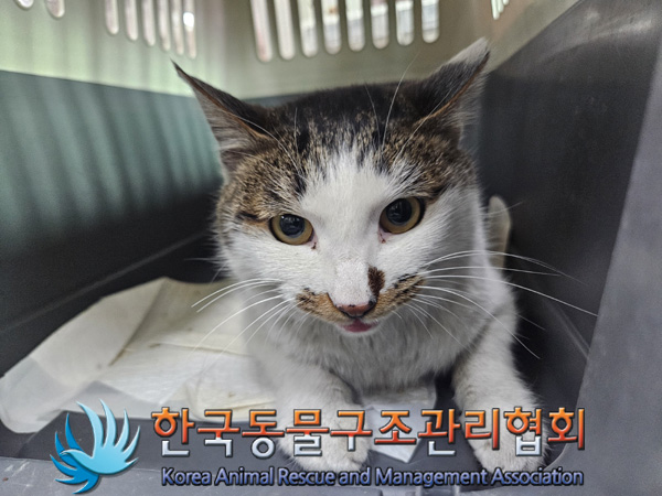 [고양이] 한국 고양이 서울-중랑-2025-00013 유기동물 배경 이미지 입니다.