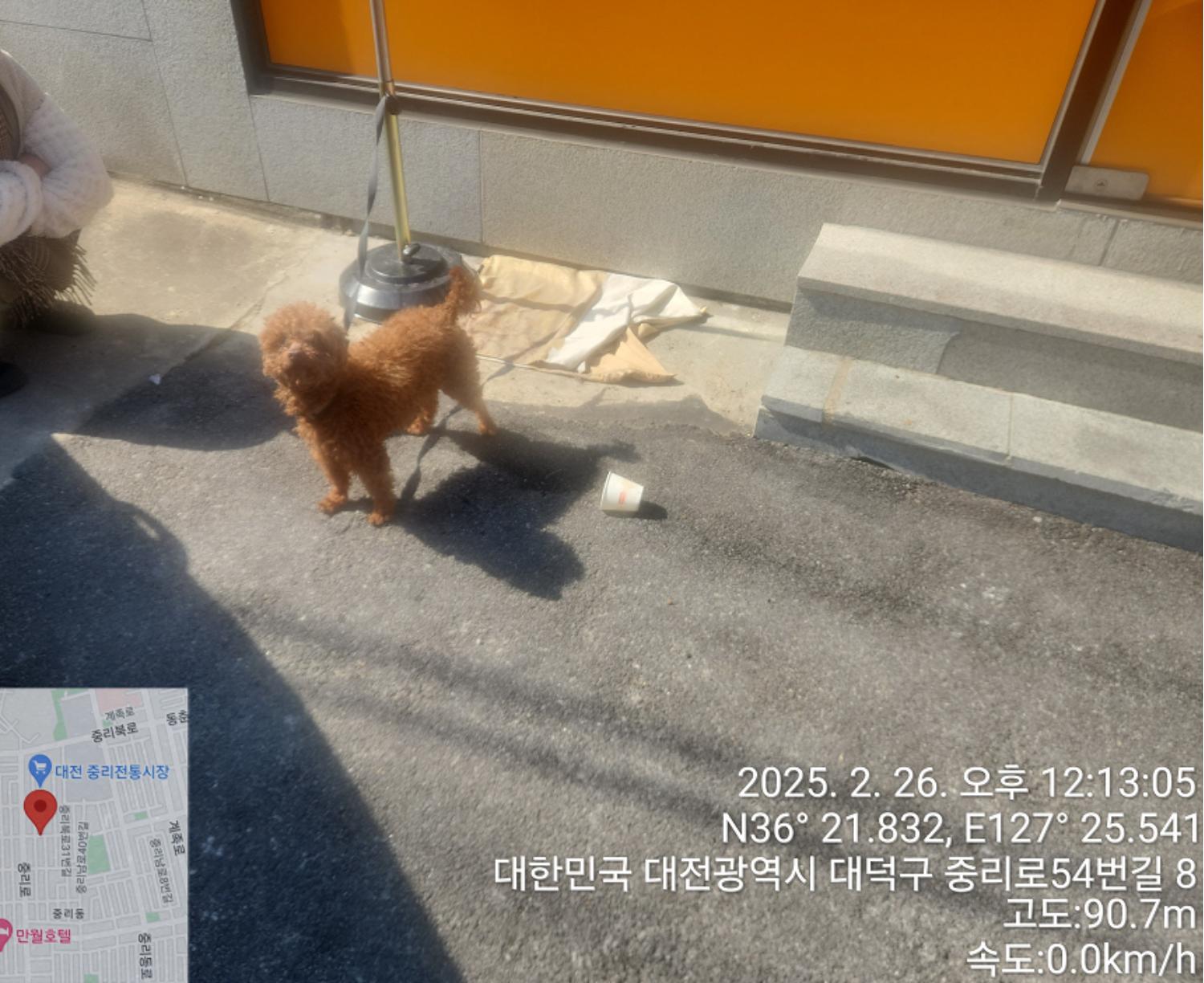 [개] 푸들 대전-대덕-2025-00031 유기동물 배경 이미지 입니다.