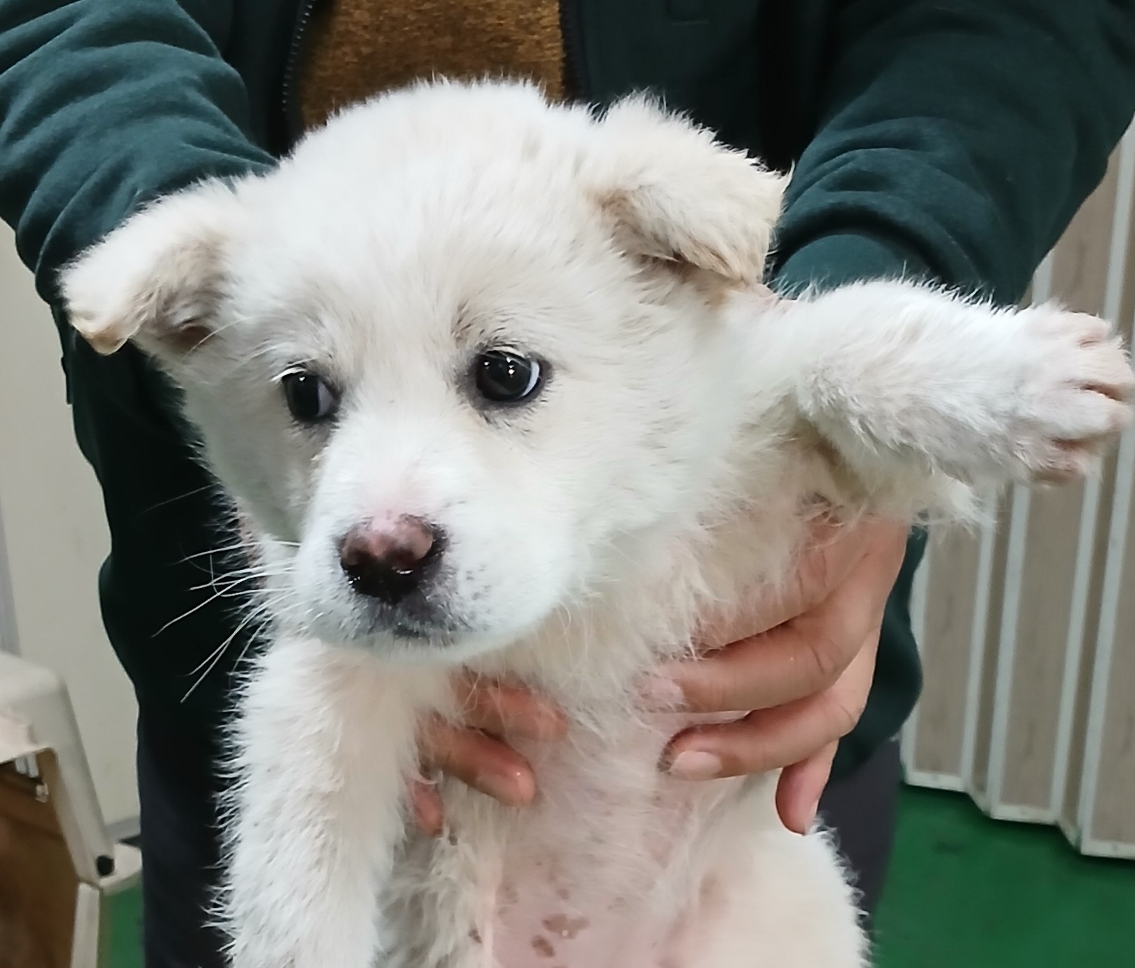 대구유기동물보호협회_427345202500097