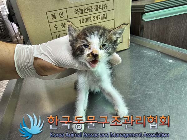 공고 번호가 경기-포천-2024-00527인 한국 고양이 동물 사진  
