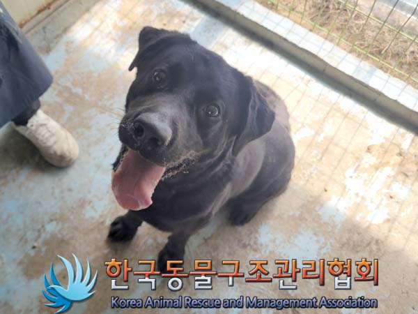 공고 번호가 서울-광진-2024-00048인 라브라도 리트리버 동물 사진