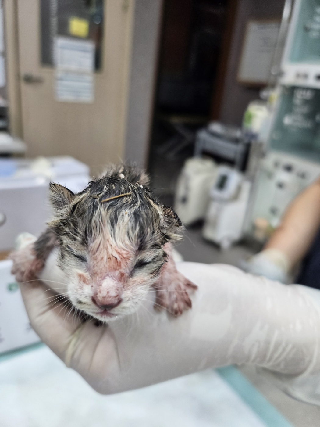 공고 번호가 경기-부천-2024-00529인 한국 고양이 동물 사진  