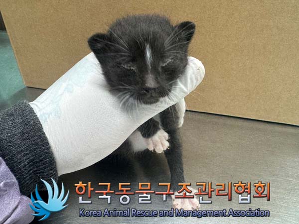 공고 번호가 경기-의정부-2024-00125인 한국 고양이 동물 사진