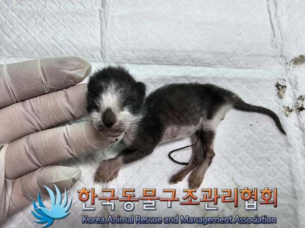 공고 번호가 경기-양주-2024-00320인 한국 고양이 동물 사진  