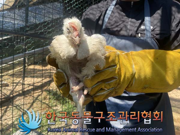 공고 번호가 경기-포천-2024-00781인 기타축종 동물 사진  