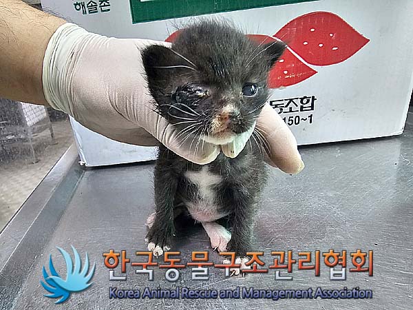 공고 번호가 경기-포천-2024-00486인 한국 고양이 동물 사진