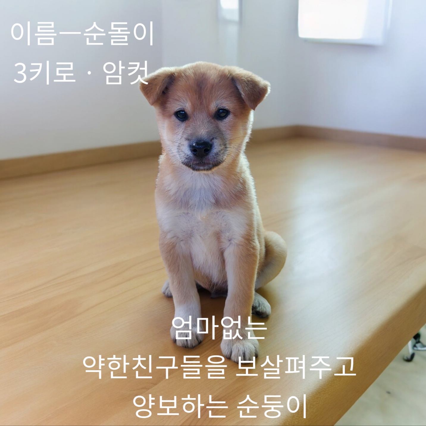 공고 번호가 경북-성주-2024-00243인 기타 동물 사진