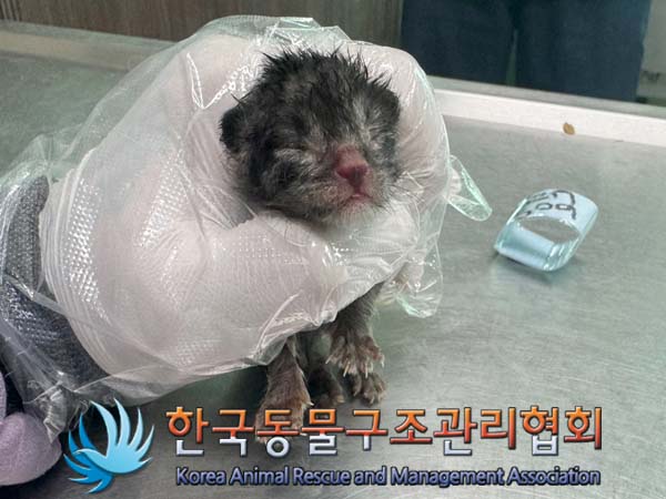 공고 번호가 경기-파주-2024-00643인 한국 고양이 동물 사진