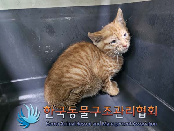 공고 번호가 서울-성동-2024-00036인 한국 고양이 동물 사진