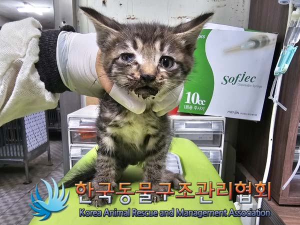 공고 번호가 서울-동대문-2024-00105인 한국 고양이 동물 사진