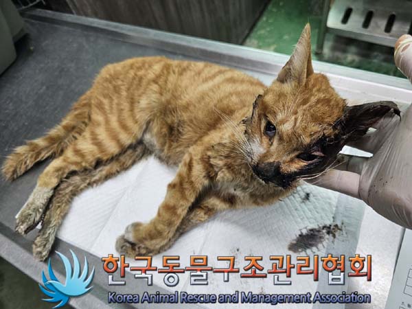 공고 번호가 경기-동두천-2024-00092인 한국 고양이 동물 사진  