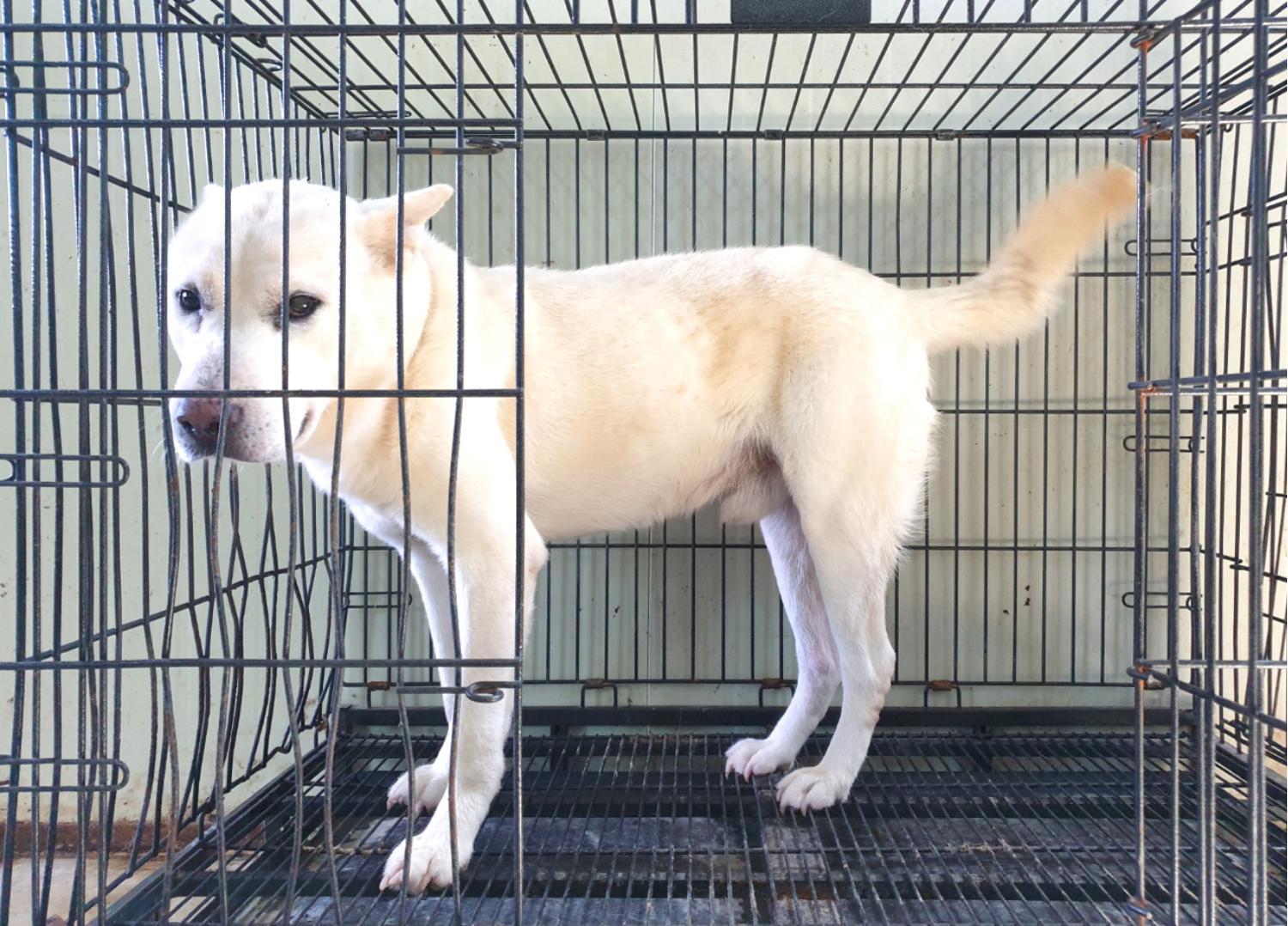 공고 번호가 경기-여주-2024-00539인 풍산견 동물 사진