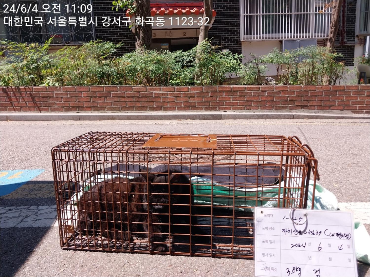 보호중동물사진 공고번호-서울-강서-2024-00221