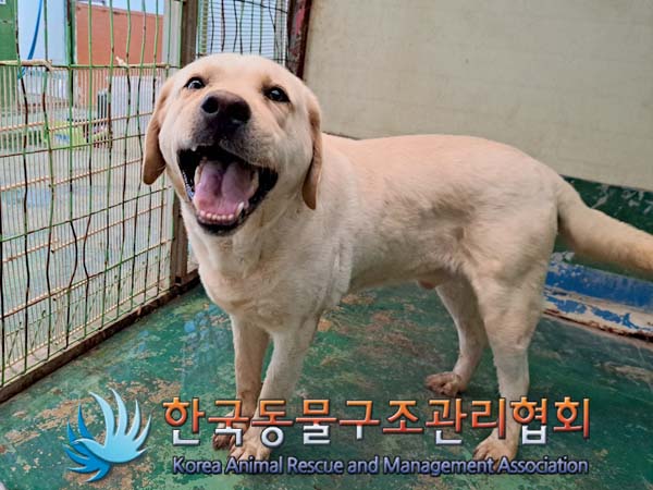 공고 번호가 경기-김포-2024-00410인 라브라도 리트리버 동물 사진