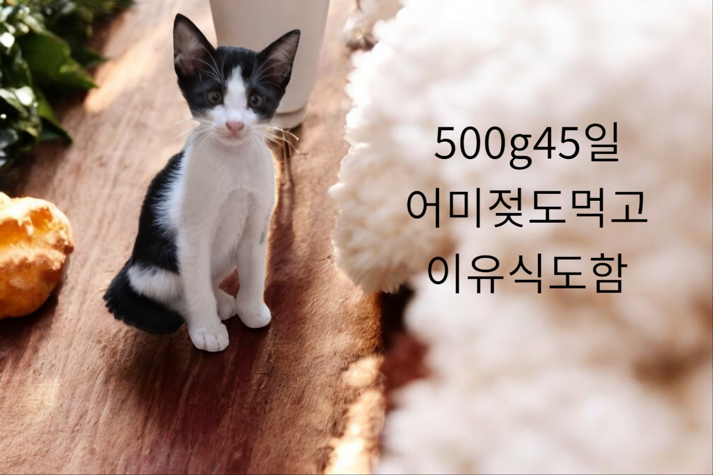 공고 번호가 경북-성주-2024-00374인 한국 고양이 동물 사진