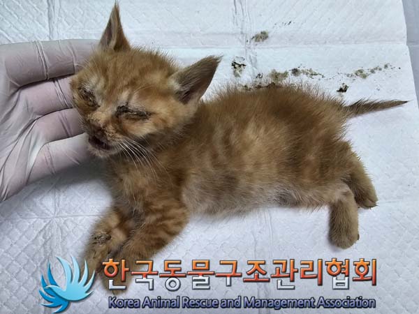 공고 번호가 경기-김포-2024-00414인 한국 고양이 동물 사진  