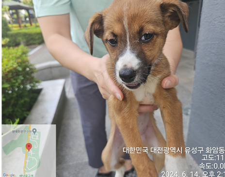 공고 번호가 대전-유성-2024-00182인 믹스견 동물 사진