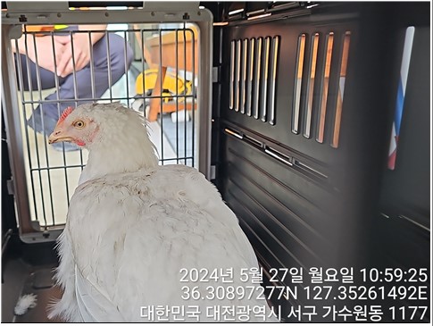 공고 번호가 대전-서구-2024-00154인 기타축종 동물 사진