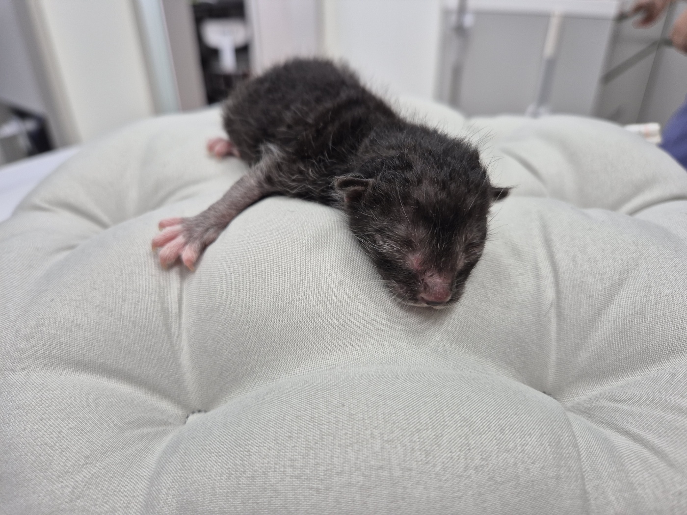 공고 번호가 경기-부천-2024-00485인 한국 고양이 동물 사진  