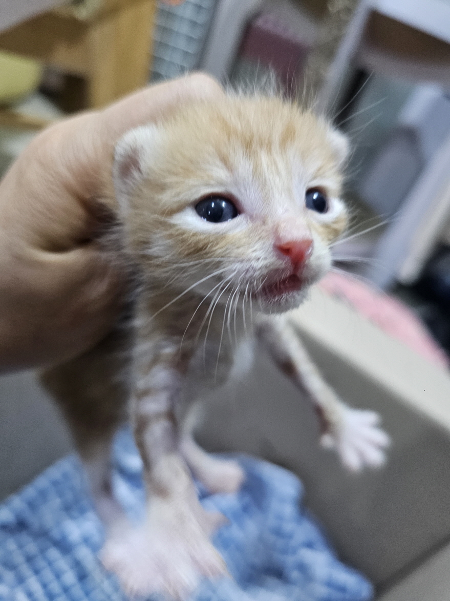 공고 번호가 충남-보령-2024-00300인 한국 고양이 동물 사진