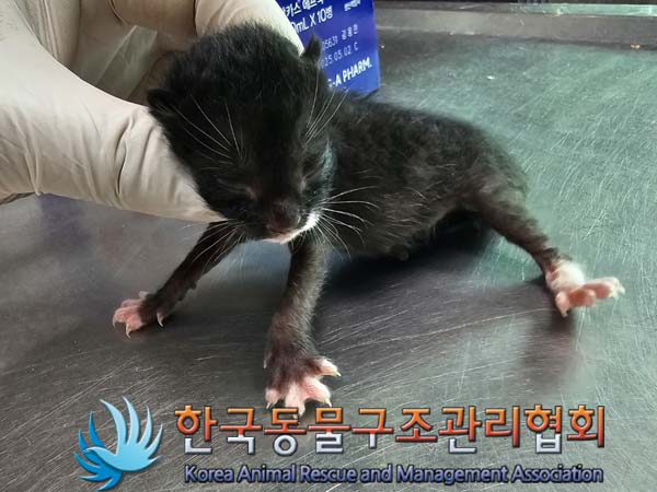 공고 번호가 경기-파주-2024-00599인 한국 고양이 동물 사진  