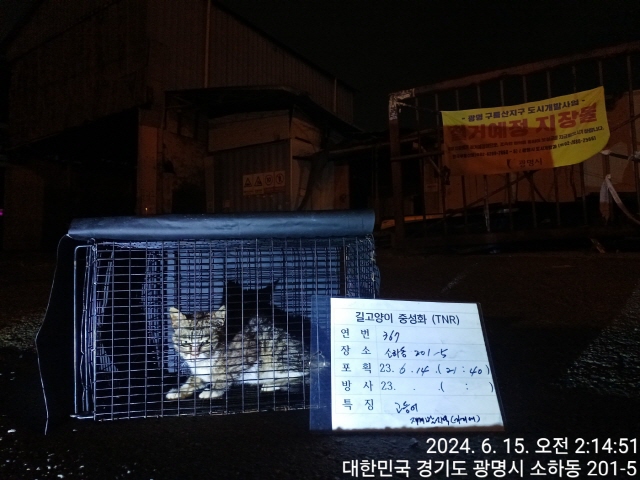 보호중동물사진 공고번호-경기-광명-2024-00367
