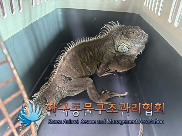 공고 번호가 서울-강남-2024-00049인 기타축종 동물 사진  