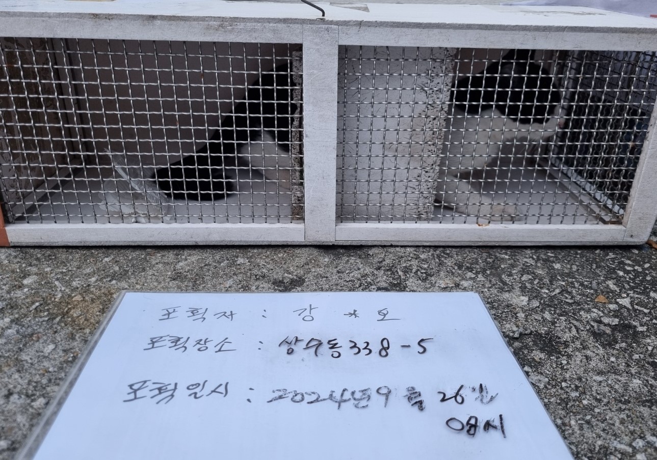 보호중동물사진 공고번호-서울-마포-2024-00296