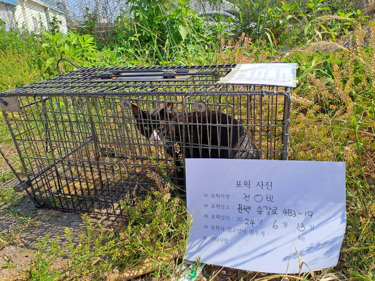 보호중동물사진 공고번호-충북-진천-2024-00202