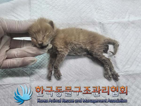 공고 번호가 서울-영등포-2024-00045인 한국 고양이 동물 사진  