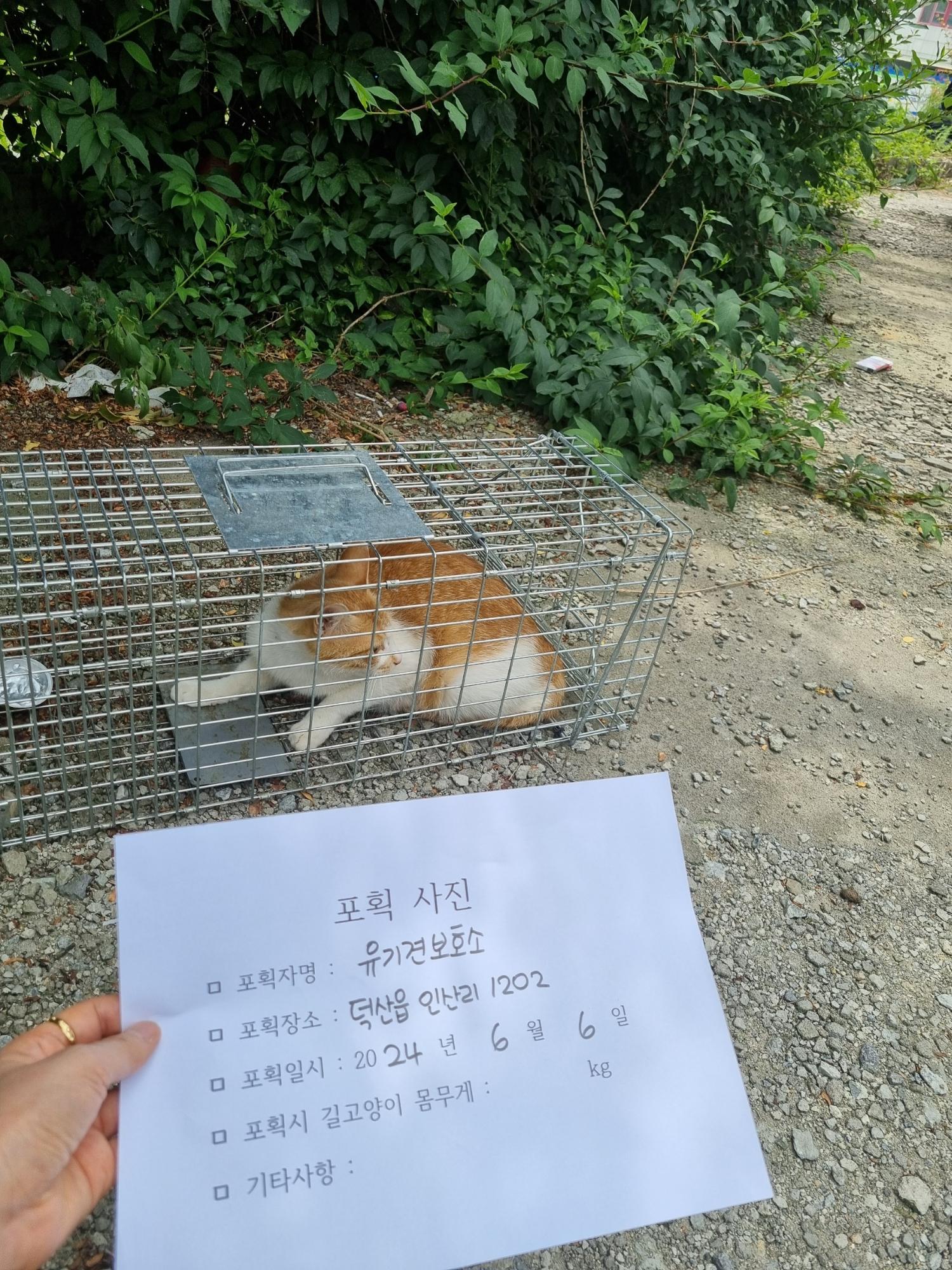 보호중동물사진 공고번호-충북-진천-2024-00192