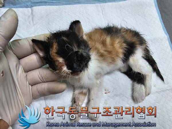 공고 번호가 경기-양주-2024-00325인 한국 고양이 동물 사진  