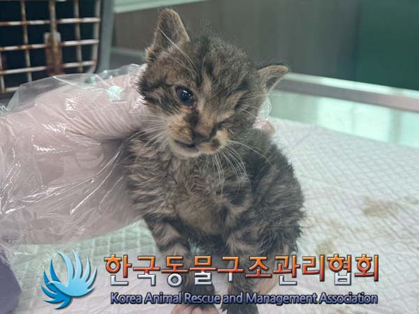 공고 번호가 서울-노원-2024-00074인 한국 고양이 동물 사진