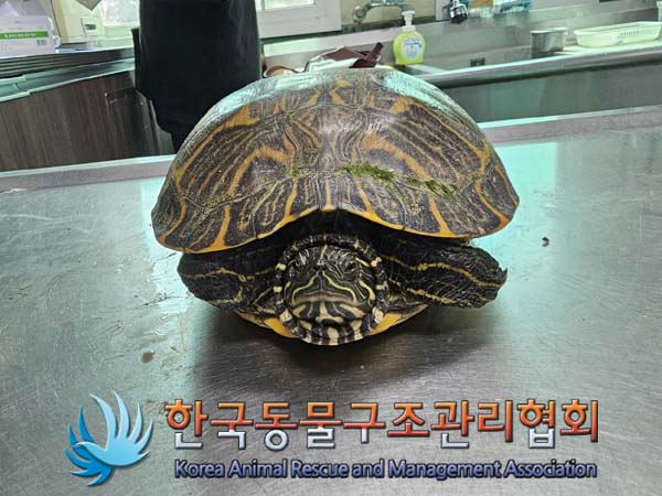 공고 번호가 서울-광진-2024-00050인 기타축종 동물 사진