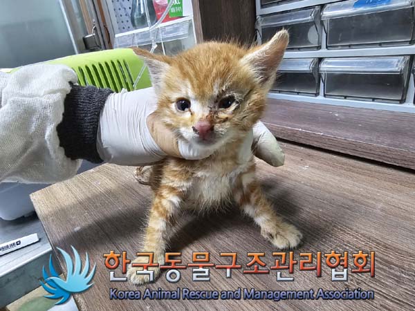 공고 번호가 경기-포천-2024-00505인 한국 고양이 동물 사진