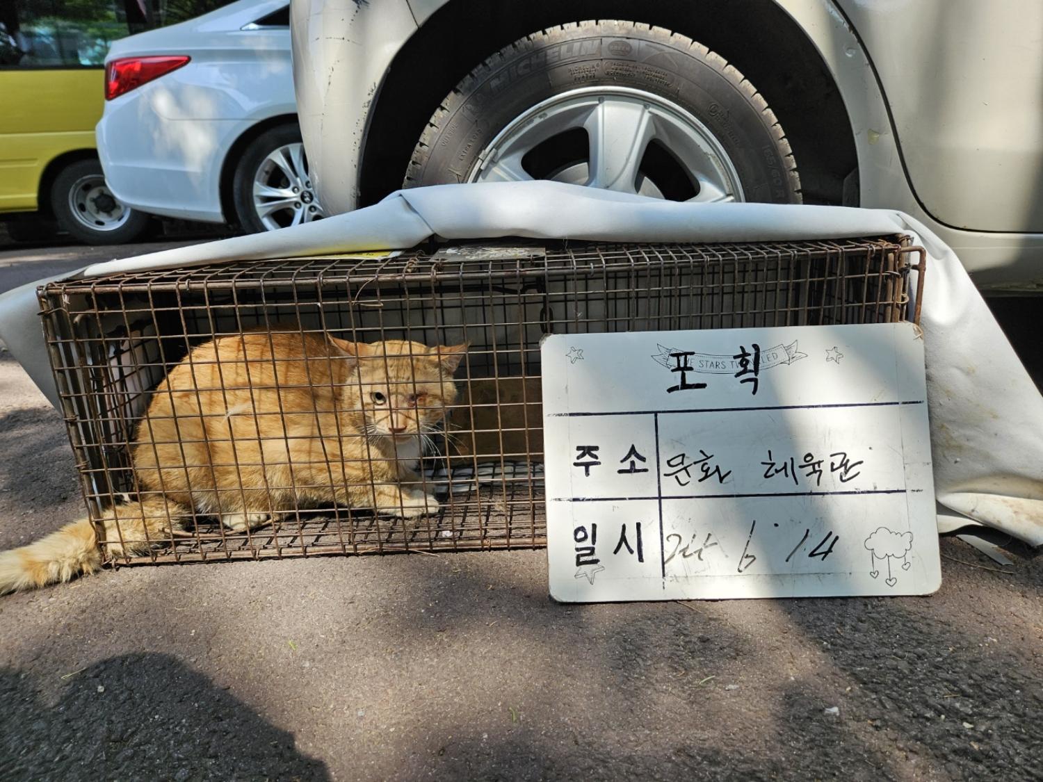 보호중동물사진 공고번호-경기-남양주-2024-01315