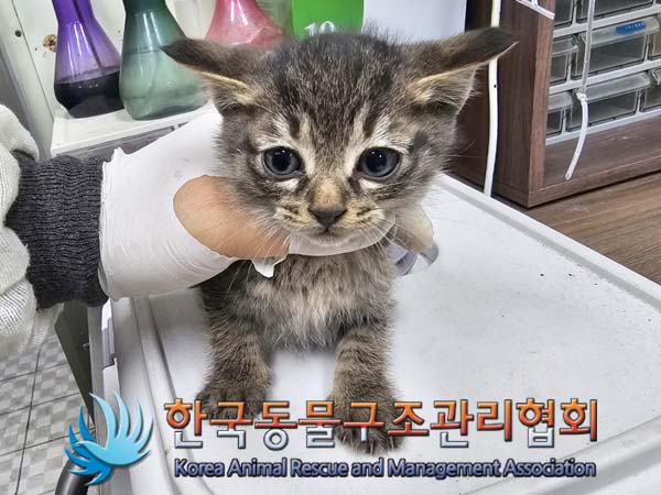 공고 번호가 경기-연천-2024-00255인 한국 고양이 동물 사진