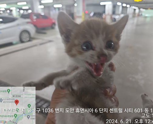 공고 번호가 대전-유성-2024-00189인 한국 고양이 동물 사진