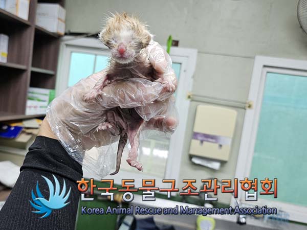 공고 번호가 경기-포천-2024-00857인 한국 고양이 동물 사진  