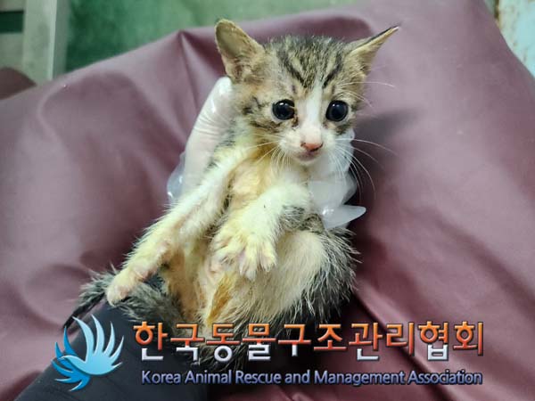 공고 번호가 서울-서초-2024-00042인 한국 고양이 동물 사진