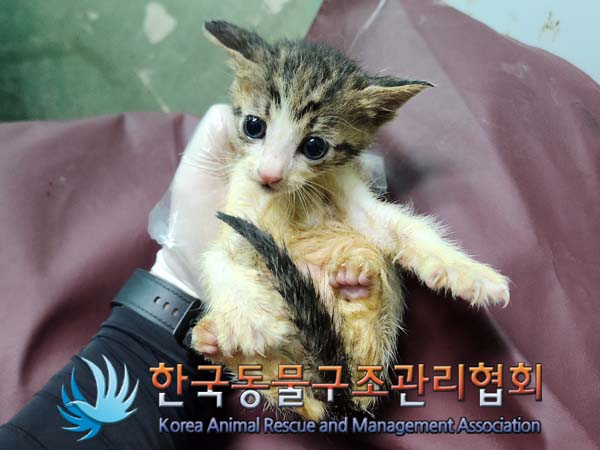 공고 번호가 서울-서초-2024-00043인 한국 고양이 동물 사진