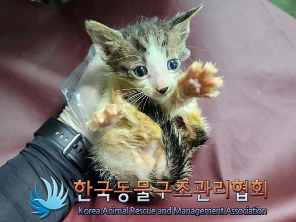 공고 번호가 서울-서초-2024-00041인 한국 고양이 동물 사진