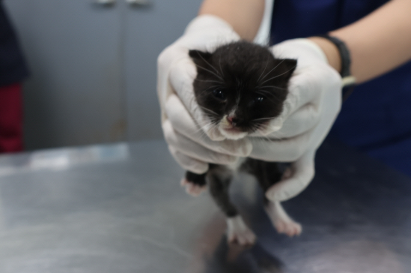 공고 번호가 제주-제주-2024-02615인 한국 고양이 동물 사진